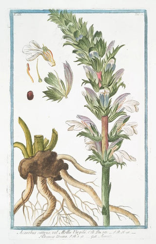 Giorgio Bonelli - Acanthus sativus vel Mollis Virgilii Branca Ursina Acante Bears Breeches.webp