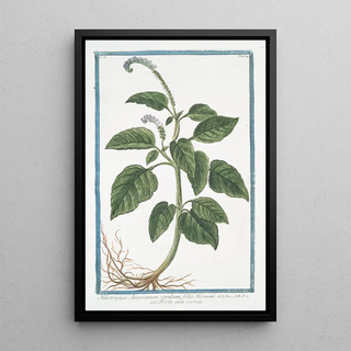 Giorgio Bonelli - Heliotropium Americanum cruleum foliis Horminii Herbe aux verrues Heliotrope Cherry pie.webp