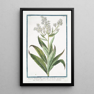 Giorgio Bonelli - Hesperis hortensis flore pleno albo HR Par Odoratissimo Viola Matronale bianca ed anco Giuliana White Sweet Rocket.webp