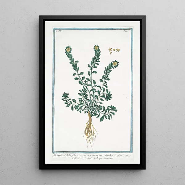 Giorgio Bonelli - Ionthlaspi luteo flore incanum montanum Talaspi Sassatile Alpine pennycress.webp