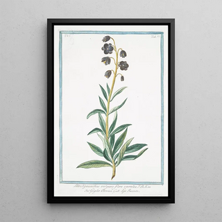 Giorgio Bonelli - Lilio Hyacinthus vulgaris flore caeruleo giglio Persico Lys Iacinte.webp