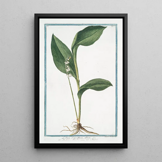 Giorgio Bonelli - Lilium Convallium album Mughetto Floralise Muguet Lily of the Valley.webp