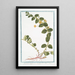 Lysimachia humifusa folio rotundiore flore luteo Corneille Lysimaque - Giorgio Bonelli — ingelijst kunstwerk aan de muur