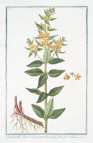 Giorgio Bonelli - Lysimachia lutea major qu Discoridis foliis ternis Loosestrife.webp