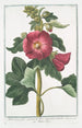 Malva Rosea folio subrotundo flore saturatius rubente Mauve Rose - Giorgio Bonelli — weergave van het kunstwerk