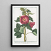 Malva Rosea folio subrotundo flore saturatius rubente Mauve Rose - Giorgio Bonelli — ingelijst kunstwerk aan de muur