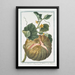 Melo sive Melopepo vulgo Melone Melon - Giorgio Bonelli — ingelijst kunstwerk aan de muur