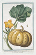 Melopepo verruscosus albicans leviter striatus folio aspero Courge verruqueuse - Giorgio Bonelli — weergave van het kunstwerk