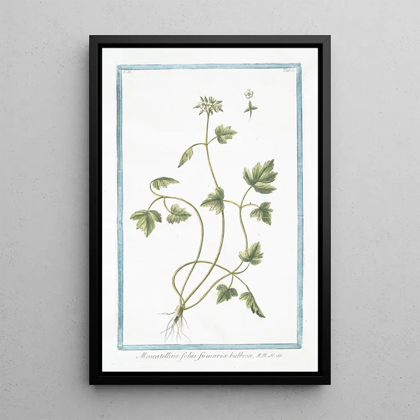 Giorgio Bonelli - Moscattelina foliis fumari bulbos.webp
