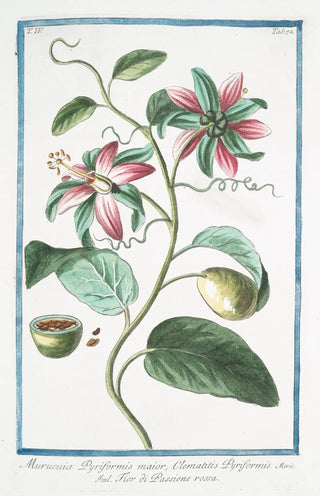 Giorgio Bonelli - Murucuia Pyriformis maior Clematitis Pyriformis Fior di Passione rossa Passion flower.webp