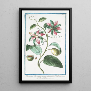 Giorgio Bonelli - Murucuia Pyriformis maior Clematitis Pyriformis Fior di Passione rossa Passion flower.webp