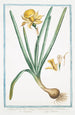Narcissus flavus tubo oblongo rotundo in margine fimbriato Trombone Narcisse jaune - Giorgio Bonelli — weergave van het kunstwerk