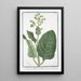 Nicotiana minor Erba Regina Tabacco Nicotiane ou Tabac ou Herbe la Rhine Tabac - Giorgio Bonelli — framed artwork on a wall
