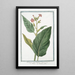 Nicotiana major latifolia Tobacco Nicotiana or Tobacco Tobacco - Giorgio Bonelli — framed artwork on a wall