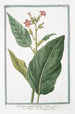 Nicotiana major latifolia Tobacco Nicotiana or Tobacco Tobacco - Giorgio Bonelli — artwork view