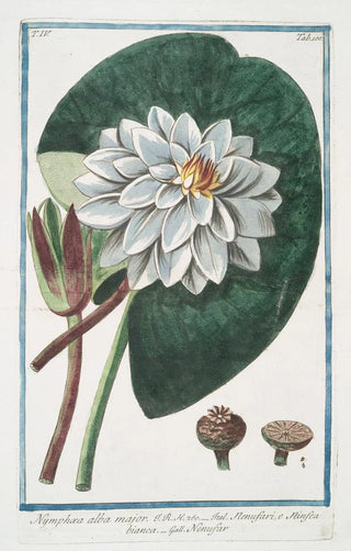 Giorgio Bonelli - Nymphae alba major Nenufari e Ninefaea bianca Nenufar White waterlily.webp