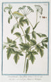 Oreoselirum Apii folio minus Apio montamo Persil de montagne - Giorgio Bonelli — artwork view