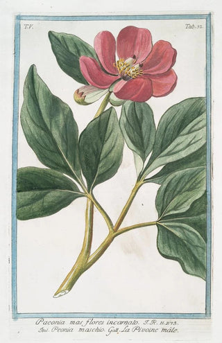Giorgio Bonelli - Paeonia mas flores incarnato Peonia maschio La Pivoine male.webp
