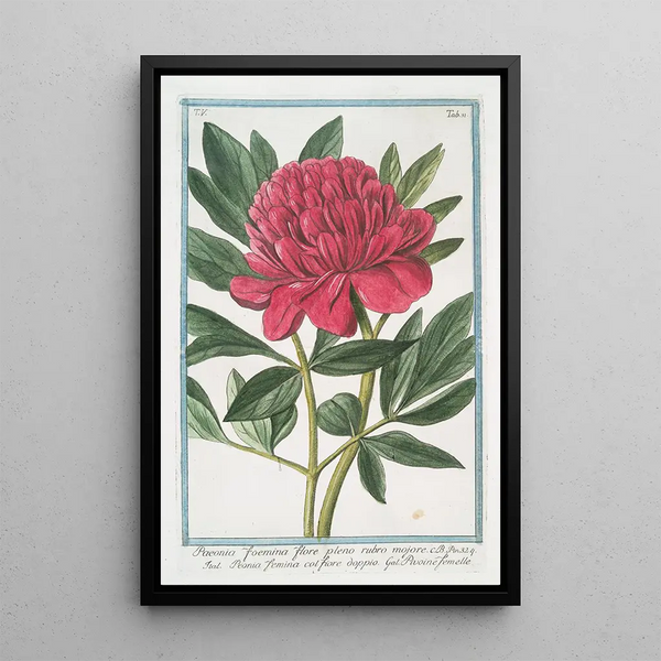 Giorgio Bonelli - Paoenia foemina flore pleno rubro mojore Peonia femina col Fiore dopio Pivoine femelle Peony.webp
