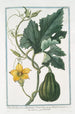 Pepo fructu parvo Pyriformi Cucurbita aspera Pyriformis parva Citrouille - Giorgio Bonelli — artwork view