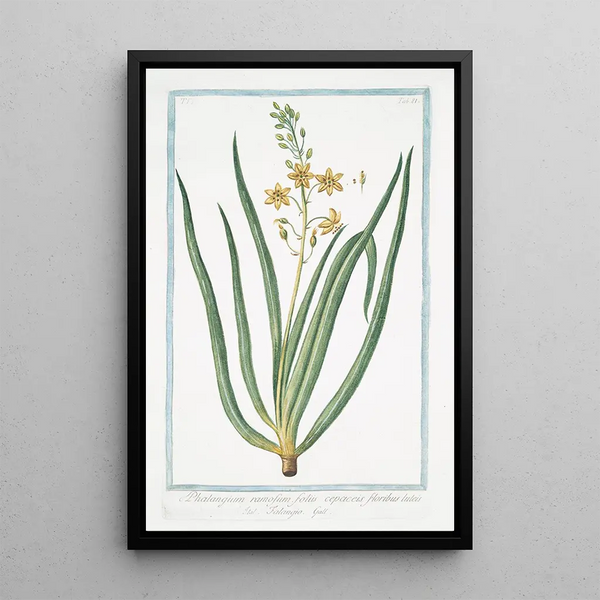 Giorgio Bonelli - Phalangium ramosum foliis cepaceis floribus luteis Falangio Branching Spiderwort.webp
