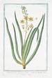 Phalangium ramosum foliis cepaceis floribus luteis Phalangium - Giorgio Bonelli — weergave van het kunstwerk