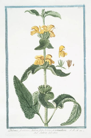 Giorgio Bonelli - Phlomis fruticosa Salvi folio latiore et rotundiore Salvia Salvatica Jerusalem Sage.webp