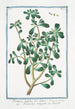 Portulaca à larges feuilles Pourpier - Giorgio Bonelli — weergave van het kunstwerk