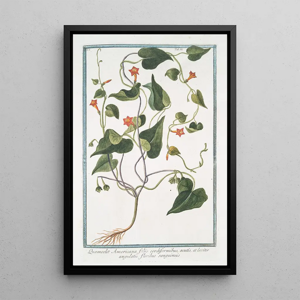 Giorgio Bonelli - Quamoclit Americana foliis cordiformibus acutis et leviter angulatis floribus sanguineis.webp