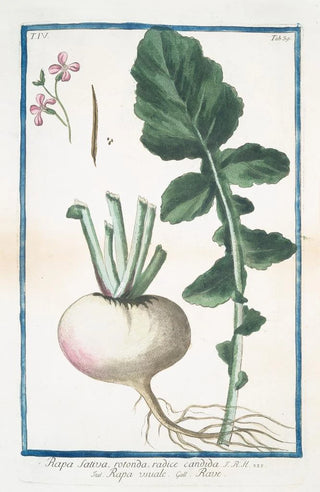 Giorgio Bonelli - Rapa Sativa rotonda radice candida Rapa vusuale Rave Turnip.webp