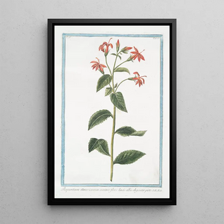 Giorgio Bonelli - Rapuntium Americanum coccineo flore lineis albis eleganter picto.webp