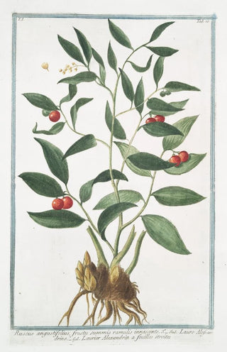 Giorgio Bonelli - Ruscus angustifolius fructu summis ramulis innascente Lauro Alessandrino Laurier Alexandrin a feuilles troites.webp