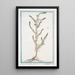 Salsola very tall erected with filamentous leaves - Giorgio Bonelli — framed artwork on a wall