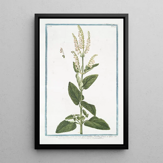 Giorgio Bonelli - Scorodonia Salvi foliis parte inversa candicantibus floribus flavis in spicas rariter dispositis ex una et altera parte vegetantibus Wood Sage.webp