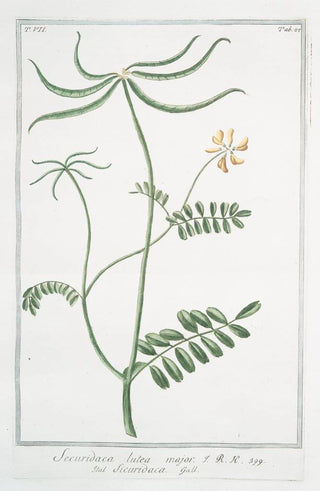 Giorgio Bonelli - Securidaca lutea major Sicuridaca.webp