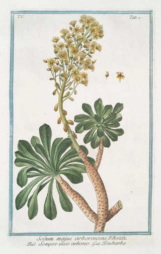 Giorgio Bonelli - Sedum majus arborescens Sempre vivo arboreo Toubarbe Garden stone crop.webp