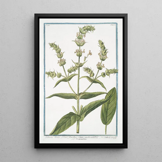 Giorgio Bonelli - Sideritis Montis Libani floribus e luteo candicantibus Siderite maff Crapaudine Mountain tea.webp