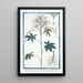 Sinapistrum Americanum spinosum Cleome aux feuilles hexandres septennées et quinées à tige épineuse Senapistro spinoso Moutarde - Giorgio Bonelli — ingelijst kunstwerk aan de muur