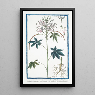 Giorgio Bonelli - Sinapistrum Americanum spinosum Cleome foliis hexandris foliis septernatis quinatisque caule spinoso Senapistro spinosoMustard.webp