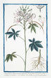 Sinapistrum Americanum spinosum Cleome aux feuilles hexandres septennées et quinées à tige épineuse Senapistro spinoso Moutarde - Giorgio Bonelli — weergave van het kunstwerk