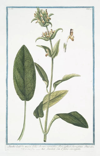 Giorgio Bonelli - Stachis latifolia maiorm foliis obscure virentibus flore galeato ferrugineo Stachide con il fiore variegato Wideleaf hedgenettle.webp