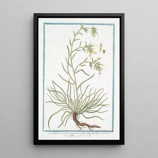 Giorgio Bonelli - Symphytum Echii folio angustiore radice rubra flore luteo Sinfito Consoude.webp