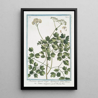 Giorgio Bonelli - Thalictrum alpinum majus Aquilcegiae foliis Talittro maggiore La rue des Prs Alpine Meadowrue.webp