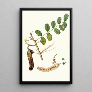 Giorgio Gallesio - Carobba Ceratonia Ceratonia siliqua Carob St Johns bread Locust bean.webp