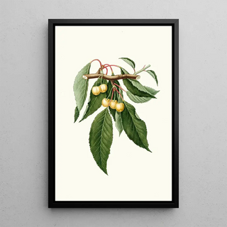 Giorgio Gallesio - Cilegia gialla Duracina Cerasus Duracina Cherry.webp