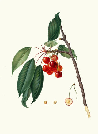 Giorgio Gallesio - Ciliegia acquajuola Cerasus Ciliegio acquaiolo Cherries.webp