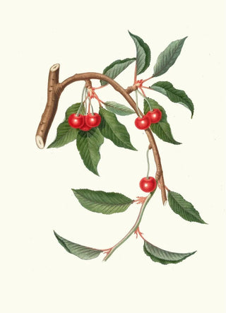 Giorgio Gallesio - Ciligia viscilina Ciliegio visciolino Cherry.webp