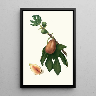 Giorgio Gallesio - Fico datto Ficus carica sativa Fig.webp