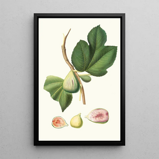 Giorgio Gallesio - Fico paradiseo Ficus carica bifera Fig.webp