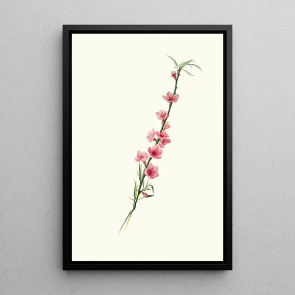 Giorgio Gallesio - Fiori di Pesco magnipetali a corolla porporina.webp